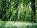 Sunlight - Nao Matsushita