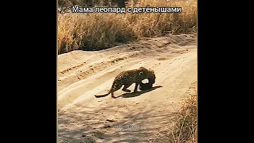 Мама леопард с детёнышами