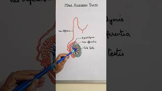 Male Accessory Ducts in Reproductive system # neetBiology