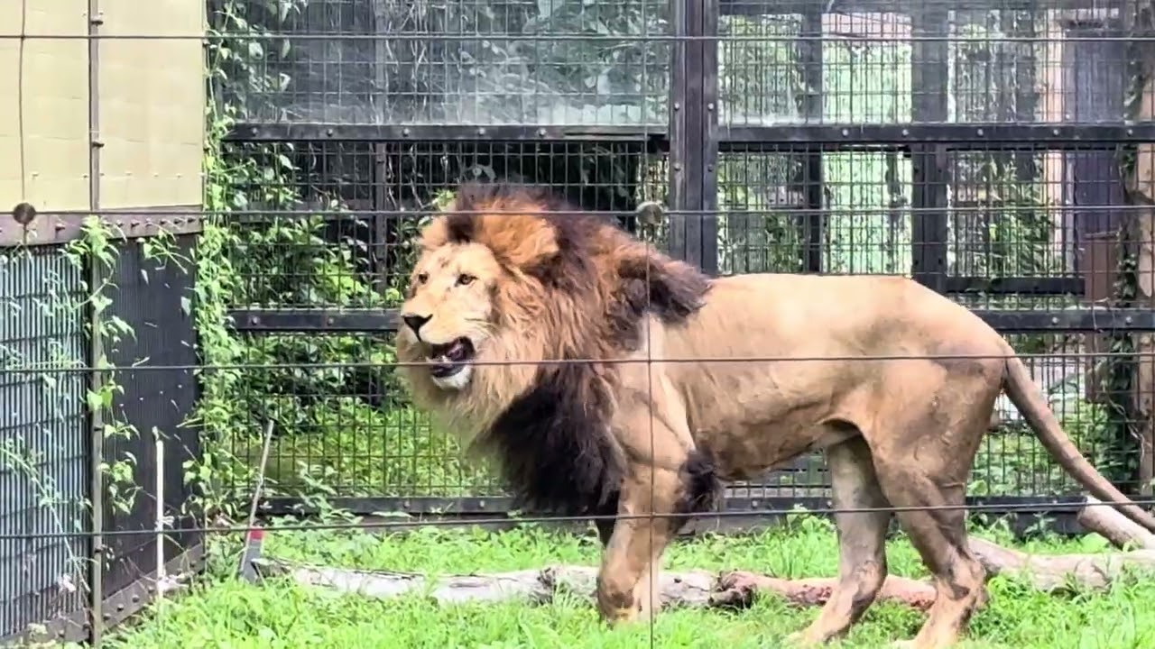 八木山動物公園 ライオン サン - YouTube