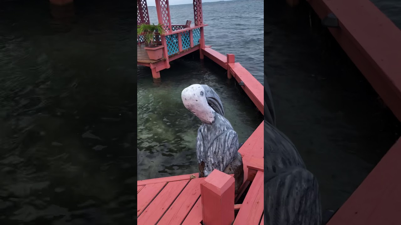 Bird Island Belize Airbnb tour of the island October 2019 YouTube