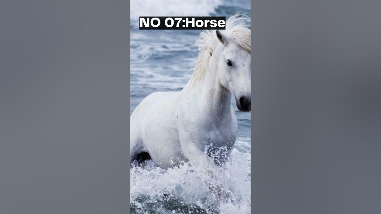 Top Ten Best Animals In The World. YouTube