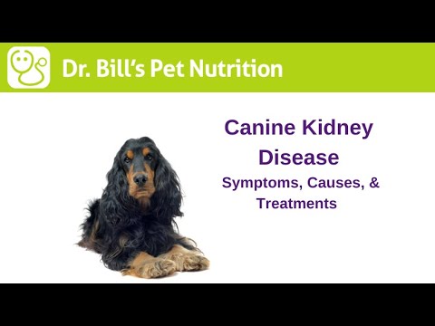 canine-kidney-disease-|-symptoms,-causes,-&-treatments-|-dr.-bill