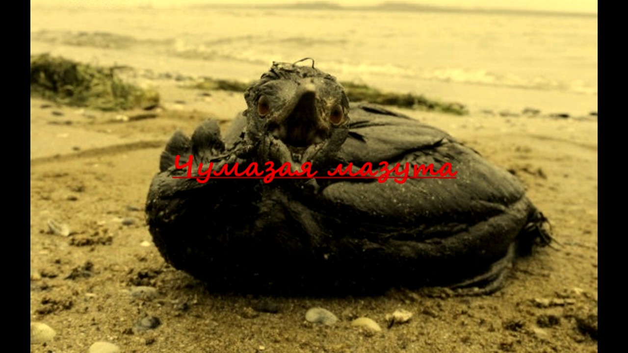 кислотные дожди и эвиотные. последствия кислотных дождей на животных. кислотные дожди и животные. последствия кислотных дождей в природе. кислотные дожди растения.