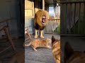 Episodes 36 🐯🐶🐱 Brave Cat Jumps on Tiger to Protect the House | CCTV Animal World