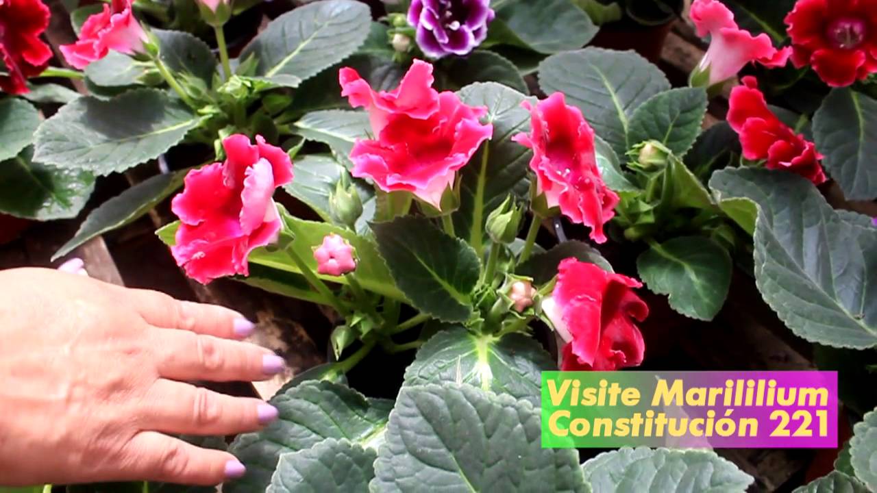 Marilillium Vivero y Jardín, Gloxinias, hermosas plantas de temporada  Comstitución #221 - thptnganamst.edu.vn