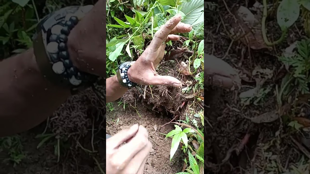 I found a pure vitamins again!!