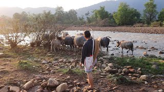 ไล่ควายเข้าคอก วิถีชีวิตริมน้ำพาก เมืองหลา แขวงอุดมไซ สปป.ลาว