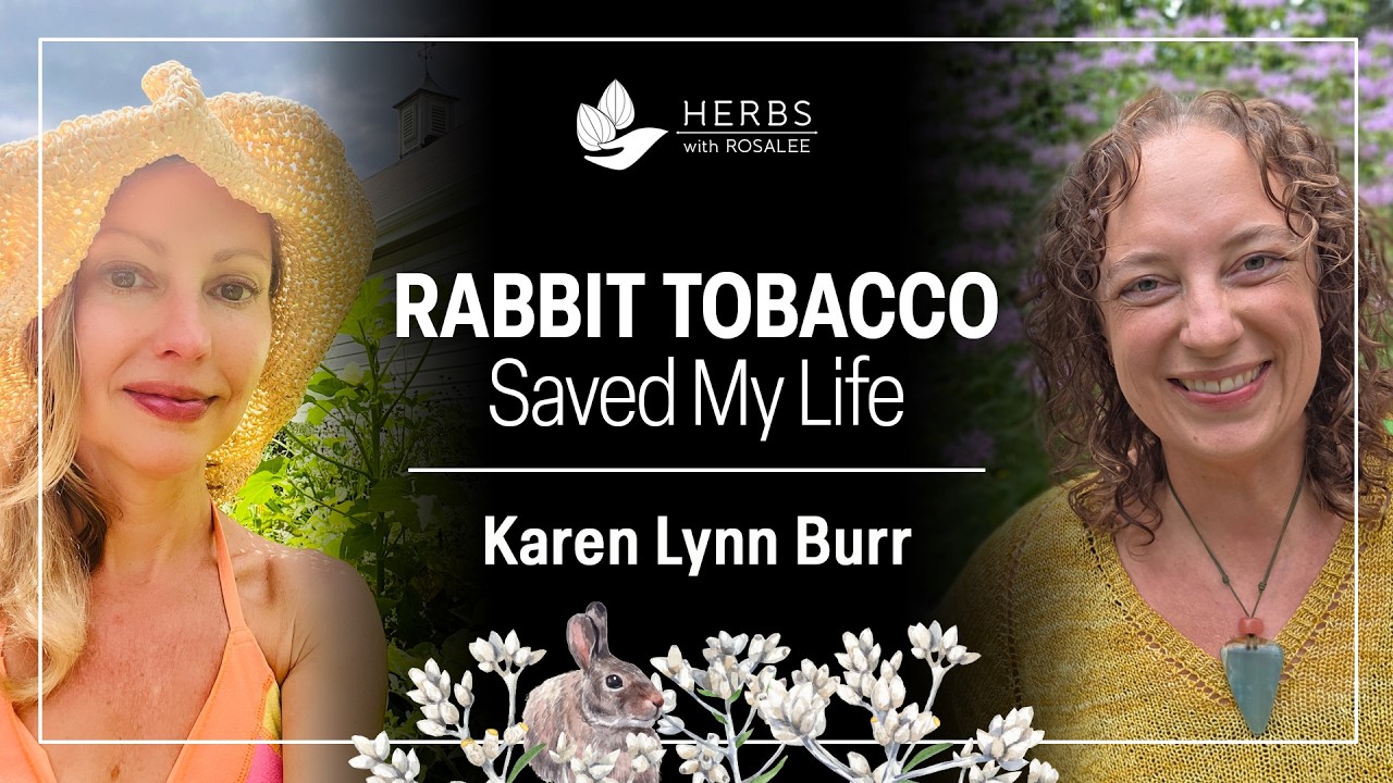 rabbit tobacco tea benefits Tea,sweet everlasting,old field balsam Pseudognaphalium obtusifolium 3oz Sweet Everlasting (Pseudognaphalium obtusifolium)