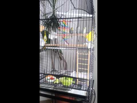 YouTube video