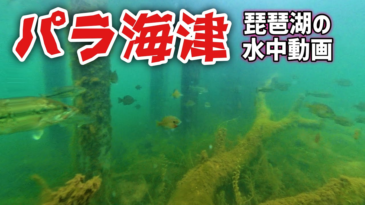 【琵琶湖の水中動画】やっぱりここは外せない場所 #海津大崎 #琵琶湖バス釣り