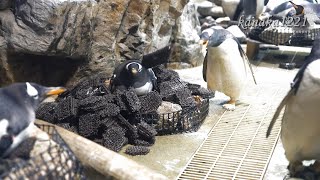 ペンギンパート2 mqdefault.jpg