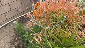 Tiny Tidy  Tuesday/Open Collab/Cleaning Up The Front Yard