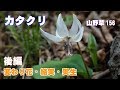 カタクリ後編(変わり花・結実・実生)－山野草156