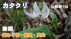 山野草男 山野草男