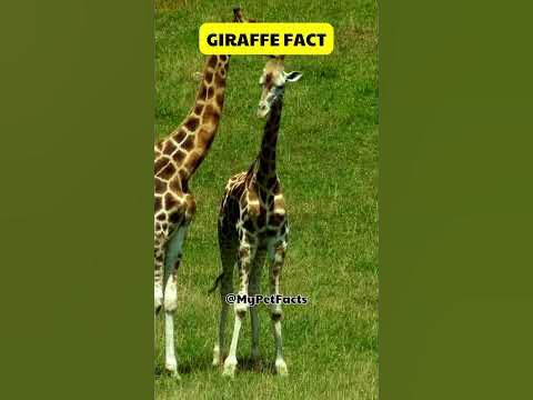Patch 3.3.19 New Feature: Giraffe Build 🦒 #giraffe #facts #animalfacts