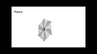 Intro to Physna Net Worth