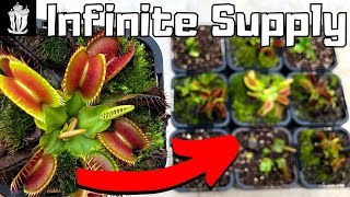 How to Grow an Infinite Supply of Flytraps - How to Propagate a Venus Flytrap