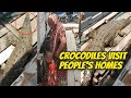 Crocodile Climbing on Terrace: Real-Life Thriller! | Trans 7 Global (13/11/23)