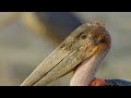 Marabou Storks and Fishing Strategies