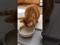 Daily AI Cat 0039 I'm Hungry #cat #kitten #cute