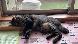 Scratch Pad & Sleep Pad in One. #catlife #catlovers #catvideos