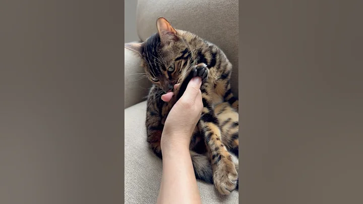 Video 8076311: bengal kittens cutecat, bengal kittens love, cute bengal kitten
