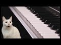 Cotton eye joe  cats version  singing cats  cats parody