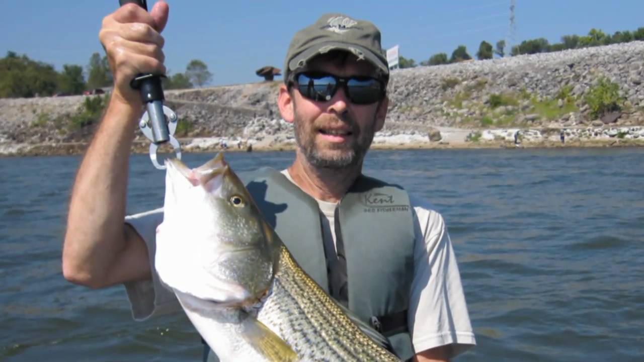 Ft. Loudoun Striper Fishing