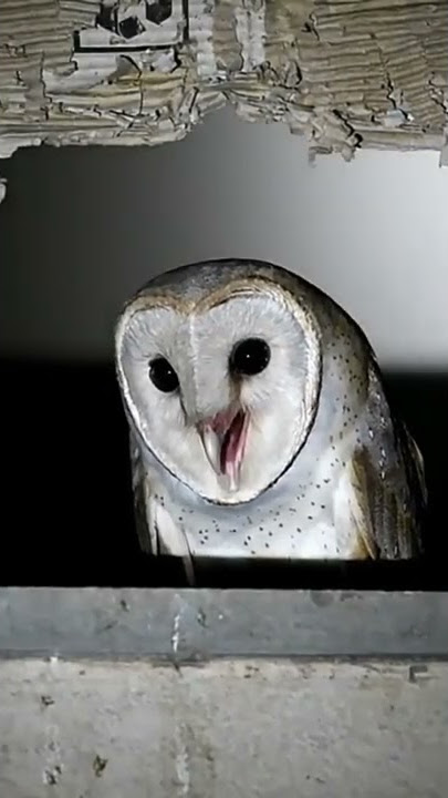 Suara Burung Serak Jawa | Tyto alba | Barn Owl Call #shorts