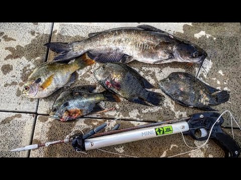 jbl mini spear gun review (spear fishing lake Travis) 