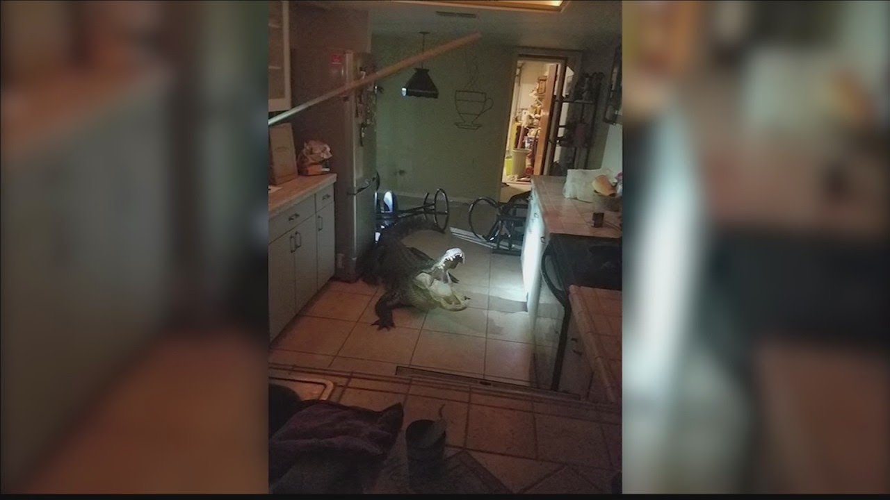 Alligator breaks into home, heads for the wine