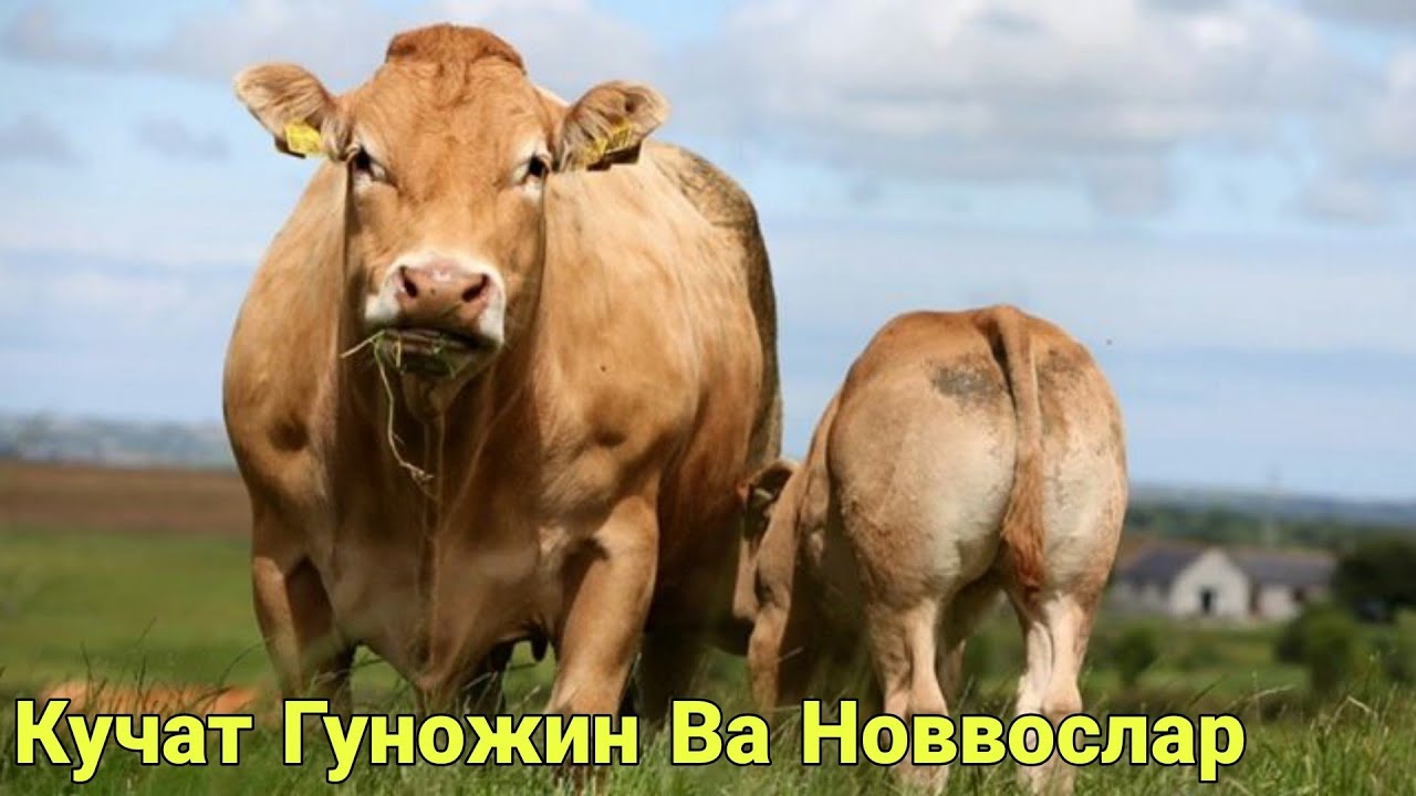 лимузинская порода крс. лимузинская порода быков. лимузинская порода быков. лимузинская порода коров. крс лимузинской породы.