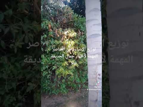 توزيع الإضاءة من العناصر المهمة لإظهار جمال الحديقة ليلا حديقة