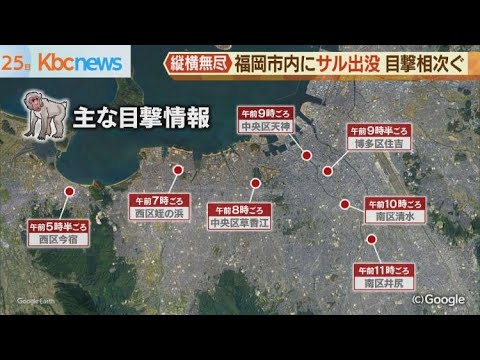 福岡市にまたサルが出没…市内を縦横無尽に逃走