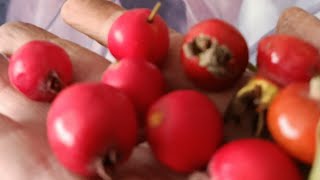 картинка: Набрала боярышника в Юсуповском саду #relax