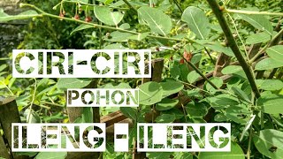 Ciri ciri pohon ileng ileng / mengenal bahan bonsai Ileng ileng / bonsai diary