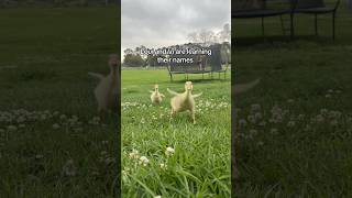 Summon Your Own Contracted Beastshorts animals viral