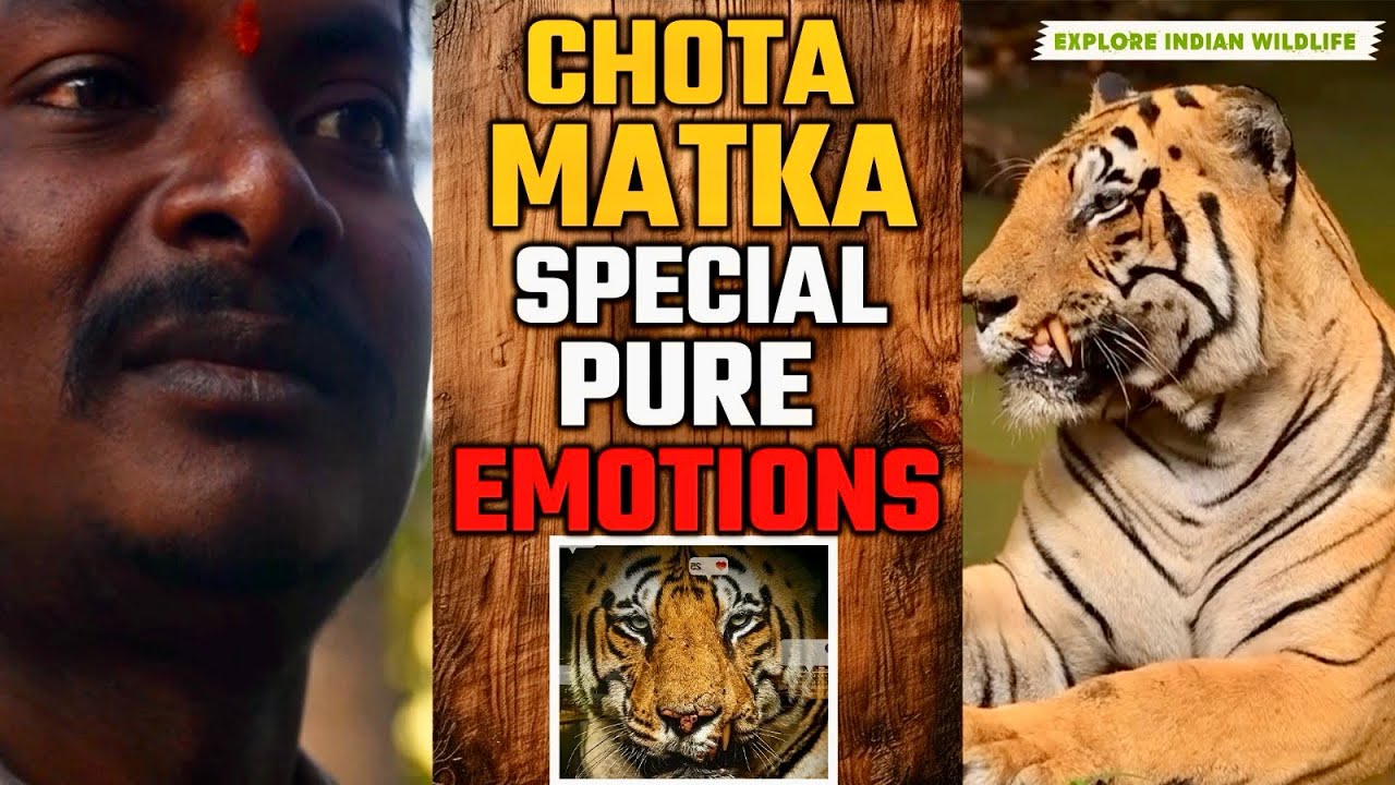 Why Chota Matka special for Tadoba | Chota Matka update | Chota Matka Tiger Big News Coming 20 Jan