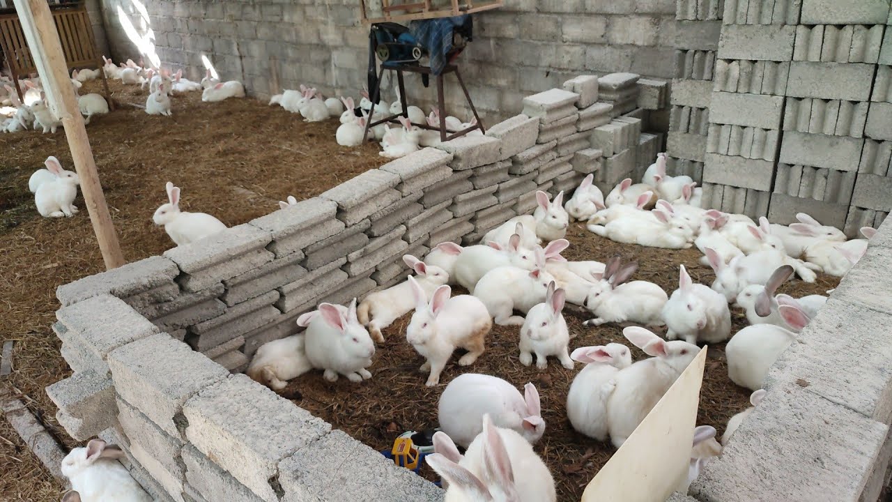 TERNAK KELINCI SISTEM UMBARAN KAPASITAS 300 EKOR