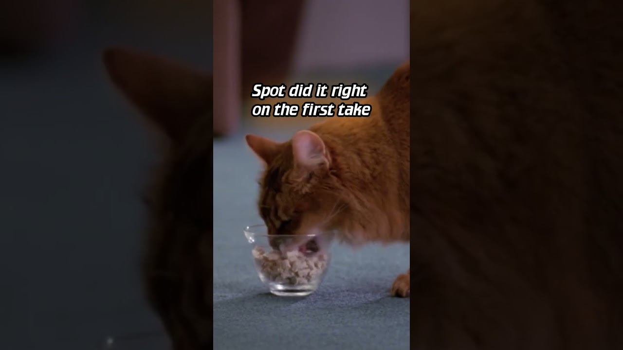 Brent Spiner - Data HATED Spot the Cat 