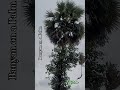 Banyan tree growing on a Palm.