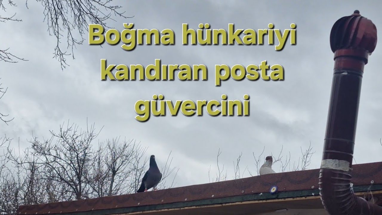 DİŞİ BOĞMA ERKEK POSTA İLE EŞ OLMUŞ