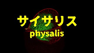 physalis