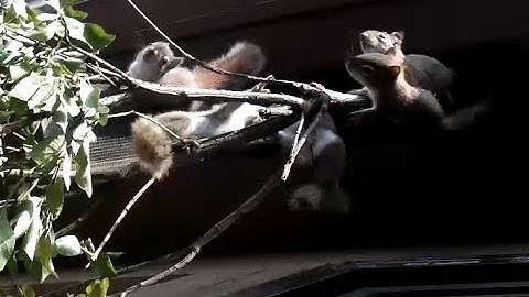 [6] Red Squirrels in the Attic