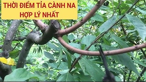 Thời điểm tỉa cành na hợp lý nhất!