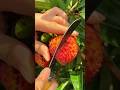 for your about this fruit🍒🍠🍇🍑🍊🍉#fruit #vegetables #food #farming #plate