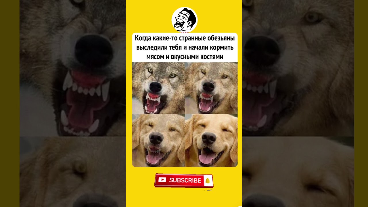 Подписывайся и ставь лайк 👍😂