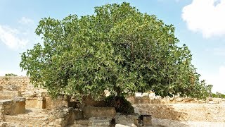 Michael Heiser - The Fig Tree and Eschatology