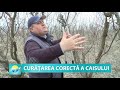 CURĂȚAREA CORECTĂ A CAISULUI